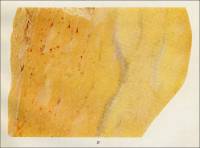 Pl. XIX. B. Yellow marble from View Cove, Dall Island, Alaska, circa 1920.