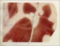Pl. XVII. B. Coarsely mottled limestone from northern part of Heceta Island, Alaska, circa 1920.