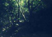 Fall Creek Walk Photo #2