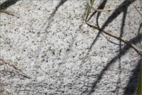 Closeup of granite piece near entrance to Rosemary's Mountain Quarry, San Diego Co., CA