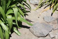 Rocks in the Soledad Mission garden, near Soledad, Monterey Co., CA