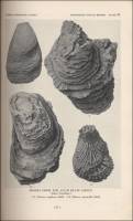 Fossils from the Alum Buff Group (Florida, circa 1929)