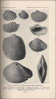 Fossils from the Choctawhatchee Formation (Florida, circa 1929)
