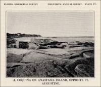 Coquina on Anastasia Island, opposite St. Augustine, Florida (circa 1929)
