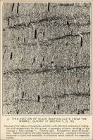 Thin section of Black roofing slate from the Merrill Quarry at Brownville, Me.