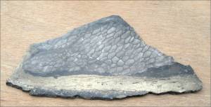 Fossil coral (hexagonaria, Devonian Age) from Alaska, Gary McWilliams, Stone Arts of Alaska