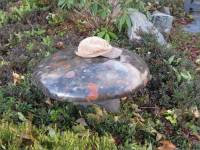 Mushroom created from conglomerate from Prince of Wales Island, Alaska