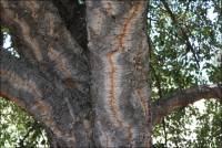 Closeup of cork tree located on the Benicia Arsenal grounds, Benicia, CA