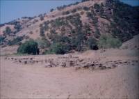 Photograph of cut stone in quarry yard