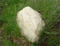 Closeup of Tolenas marble, Solano County, CA